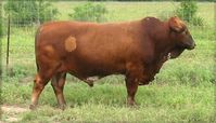 Beefmaster Herd Bulls and Cattle For Sale | Rancho Tres Hijos | Rancho Tres Hijos