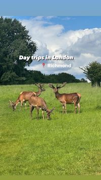 Richmond in the sunshine ☀️>>> Although we didn’t get the best weather this time 🥹my cousin and I did a little day trip down to Richmond which is one of my favourite parts of London We visited 📍 Richmond Park 🦌 Perfect for deer spotting and lovely walks 📍 @flavourtownbakery 🍰 They do amazing cakes, cookies ( as seen here) and one of the best hot chocolates 📍 Peggy Jean @daisygreencollection (PR-Invite)🛥️ Is there anything better than dining on a cute boat? One of the best spots when the...