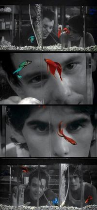 rumblefish