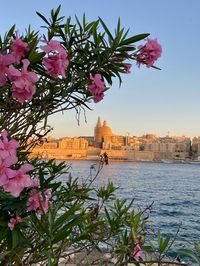 sunset in malta, golden hour, ocean, beach, malta, travel, pretty flowers, aesthetic, roses