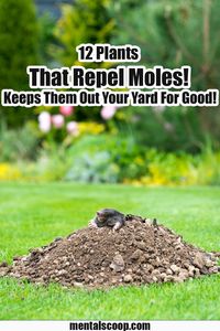 12 Plants That Repel Moles! Keeps Them Out Your Yard For Good! Moles are notorious pests that can wreak havoc on your lawn and garden. Their tunnels and molehills not only damage the aesthetic appeal