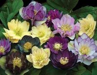 How to Plant and Care for Hellebores (Lenten Roses)