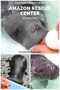 The Amazon Rescue Center in Iquitos, Peru, does an amazing job rescuing and later releasing orphaned manatees.