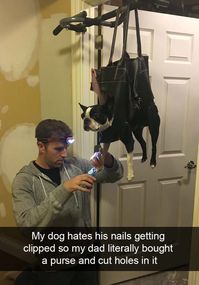 30 Adorable Doggo Snaps That'll Warm Your Cold Heart - Memebase - Funny Memes