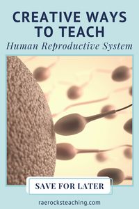 Have you been looking for creative ways to teach the human reproductive system anatomy? I’ve gotcha covered. . human reproductive system // human reproductive system notes // human reproductive system anatomy // human reproductive system diagram // human reproductive system activities // human reproductive system drawing