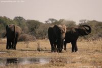 Elefantes en #Botswana #elephants #safari