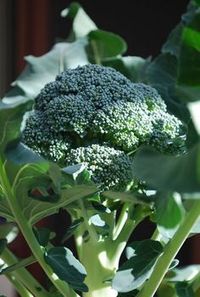 How to Grow Broccoli In Containers. Another plant grown for stalks and buds which does well in some shade.