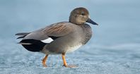 01/08/22 Gadwall, Decker Lake, WVC, UT. 19