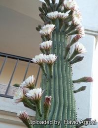 Echinopsis terscheckii