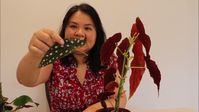 How to propagate Begonia Maculata