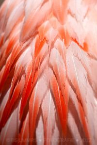 Flamingo Feathers by Bas Lammers