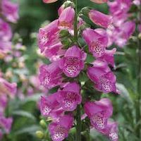 pink panther foxglove - Google Search