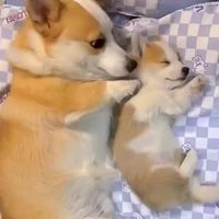 Corgi Dad Snuggles Up With His Little Baby  --- #animal #dailybbnews