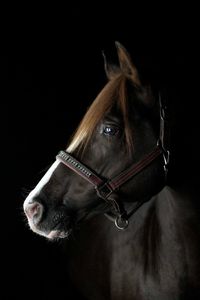 2007 German Riding Pony Stallion | Benetton S x Navajo