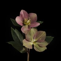 Helleborus 1 by Kevin Dutton. www.kevindutton.net