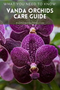 Vanda Orchid Care Guide - Everyday Orchids