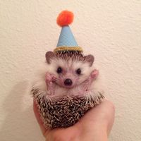 Cute-hedgehogs-in-hats