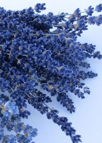 Ramo flores secas azules de 100 tallos de auténtica lavanda del más fino azul oscuro. Quedan muy bien en un jarrón o en varios jarrones pequeños y duran hasta dos años, si no los pones a la luz directa del sol.✓Vivos colores hermosos hasta 2 años ✓Reemplazando a muchas flores frescas (contaminantes) ✓Granja propia de lavanda sostenible ✓Se puede enviar en envase buzón Ramo flores secas de lavanda Esta ramo flores secas es calmante y huele más rica, suave y dulce que la lavandina que se ofrece habitualmente.El hermoso color intenso de este ramo flores secas también las hace muy adecuadas para proyectos creativos.Este ramo de lavanda azulados auténtica de color azul oscuro contiene 100 tallos. Lavanda azulado Angustifolia de olor perfecto.Se presenta en racimos con una longitud de 20 a 28 cm