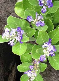 Pōhinahina (Vitex rotundifolia) – Maui Nui Botanical Gardens