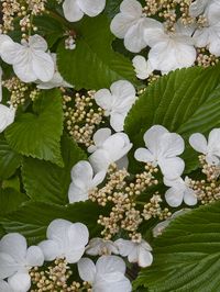 Hobblebush (Viburnum Lantanoides)