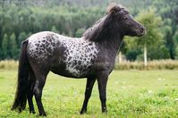 Icelandic Horse | Islandshästcentrum Norr, Sweden. | KajsaDahl | Flickr