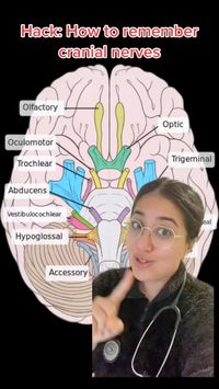  

Here is how to remember your cranial nerves! 🧠 Just memorize the following mneumonic 👩🏻‍⚕️ Oh - Olfactory Oh - Optic Oh - Oculomotor To - Trochlear Touch - Trigeminal And - Abducens Feel - Facial Very - Vestibulocochlear Good - Glossopharyngeal Velvet - Vagus Ah - Accessory Heaven - Hypoglossal #theorganizedmedic #cranialnerves #neuroanatomy #collegestudytips #learnwithtiktok #premedstudent

