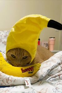 Click link to shop this cat banana costume on Amazon