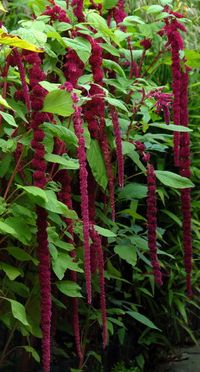 Amaranthus caudatus