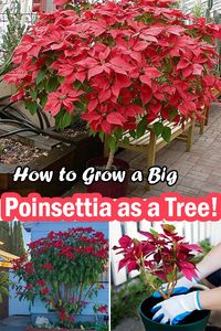 Learn How to Grow a Big Poinsettia as a Tree and flaunt this colorful specimen in your garden for a vivid in the festive season!