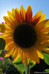 Yellow Sunflower