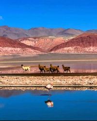 CARACHI PAMPA LAGOON, CATAMARCA, ARGENTINA