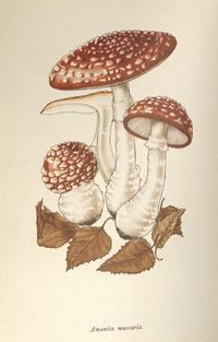 mushroom: amanita muscaria