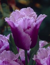 Blue Heron Fringed Tulip ~