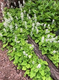 Tiarella running tapestry