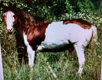 Abaco Barb stallion Antares, deceased.