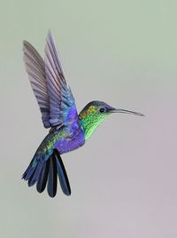 Hummingbird Addiction. Crowned Woodnymph hovering.  Canopy Lodge, Panama.  Image Copyright 2007:  Linda Robbins.