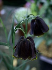 Love this dark purple fritillaria