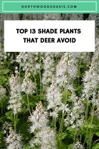 Tired of your garden plants being eaten by deer? This article gives 13 of the best deer resistant shade plants for your Midwest perennial garden.