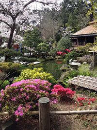 Japanese Gardens in San Francisco, CA