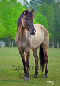 Carolina Marsh Tacky. In 2006, the ALBC began investigating the Marsh Tacky to see if it was truly a descendent of Spanish stock, and during the organization's initial field investigations it was found that many surviving members of the breed fit the physical type of Colonial Spanish stock.