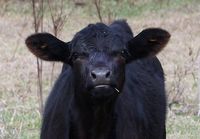 | Black Angus Calf Giving A Defiant Look