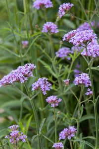 Verbena bonariensis 'Lollipop' | Stonehouse Nursery