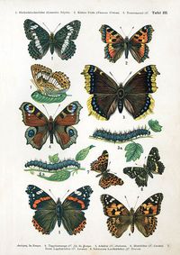 More European butterflies by Nemos