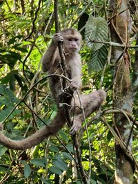 ¿Cómo visitar la Selva Amazonas de Ecuador? 5 días en la Reserva de Cuyabeno