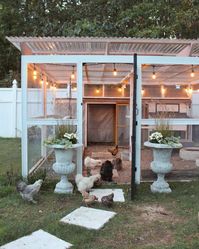 New to the world of chicken keeping? Browse these 20 tips from expert Lisa Steele on taking your chicken coop décor to the next level.