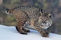 Rare Facts of Bobcats (Lynx rufus)