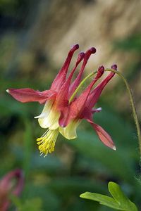 Perennial columbine is the perfect plant for spring color. These dainty flowers are also known “granny bonnets” and appear early in the season before many other varieties start their blooms. Columbine flowers make the perfect habitat for birds, bees, and pollinators and look great in mass plantings or as border flowers. Find out all that you need to know to grow columbine flowers with our in-depth guide. #flowergarden #growingflowers #columbine #gardenerspath