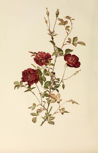 The genus rosa.. London,John Murray,1914.. biodiversitylibrary.org/page/48242878