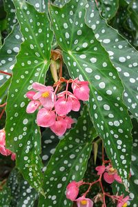 Angel Wing Begonia | Seen at the U.S. Botanic Garden in Wash… | Flickr