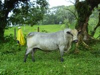 Blanco Orejinegro Colombie